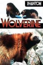 Watch National Geographic Phantom Wolverine 0123movies