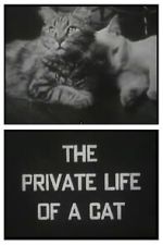 Watch The Private Life of a Cat (Short 1946) 0123movies