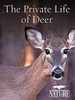 Watch The Private Life of Deer 0123movies