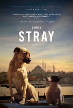Watch Stray 0123movies