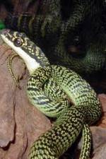 Watch National Geographic Snakes that Fly 0123movies