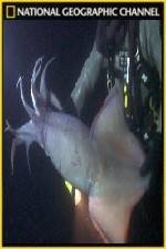 Watch National Geographic Hooked Squid Invasion 0123movies