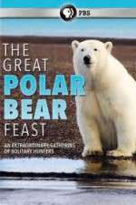 Watch The Great Polar Bear Feast 0123movies