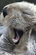 Watch Sea Otters - A Million Dollar Baby 0123movies