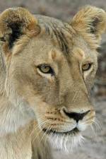 Watch Last Lioness: National Geographic 0123movies