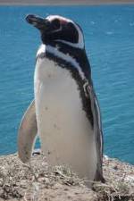 Watch National Geographic Wild Chronicles: Penguins 0123movies