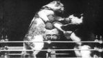 Watch The Boxing Cats (Prof. Welton\'s) 0123movies