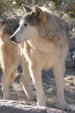 Watch National Geographic : Mystery of the Wolf 0123movies