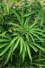 Watch Cannabis Whats The Harm Part 1 0123movies