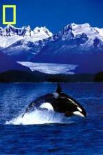 Watch National Geographic Killer Whales Of The Fjord 0123movies