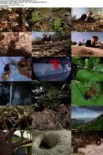 Watch National Geographic Wild - City Of Ants 0123movies