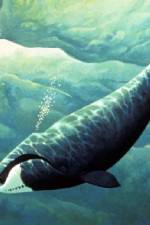 Watch Nature Fellowship of the Whales 0123movies