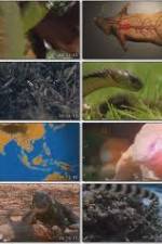 Watch National Geographic Wild : Deadliest Animals Asia Pacific 0123movies