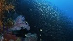 Watch Wild Window: Bejeweled Fishes 0123movies