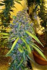 Watch Marijuana: It�s Time for a Conversation 0123movies
