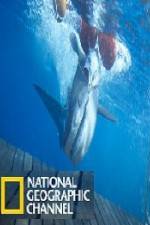 Watch National Geographic Shark Men Surfs Up 0123movies