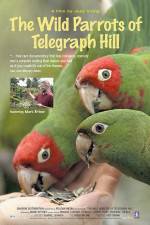 Watch The Wild Parrots of Telegraph Hill 0123movies