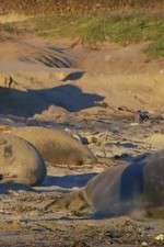 Watch Supergiant Animals 0123movies