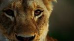Watch Malika the Lion Queen 0123movies