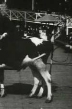 Watch Rube and Mandy at Coney Island 0123movies