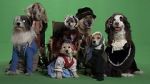 Watch Heidi 4 Paws 0123movies