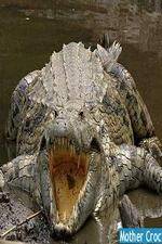Watch National Geographic Mother Croc 0123movies