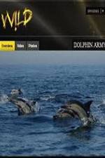 Watch National Geographic Wild Dolphin Army 0123movies