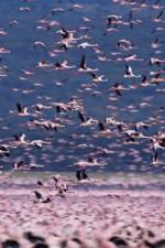 Watch The Crimson Wing Mystery of the Flamingos 0123movies