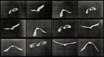 Watch Cockatoo Flying 0123movies