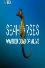 Watch National Geographic - Wild Seahorses Wanted Dead Or Alive 0123movies