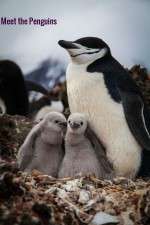 Watch Meet the Penguins 0123movies