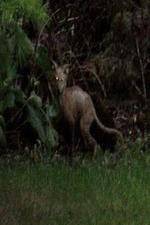 Watch National Geographic Hunt For El Chupacabra 0123movies