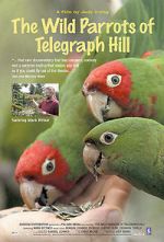 Watch The Wild Parrots of Telegraph Hill 0123movies