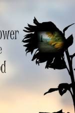 Watch The Sunflower and the Sun God 0123movies