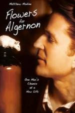 Watch Flowers for Algernon 0123movies