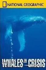 Watch National Geographic: Whales in Crisis 0123movies