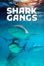 Watch Shark Gangs 0123movies