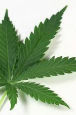 Watch Weed 0123movies