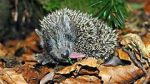 Watch Year of the Hedgehog 0123movies