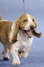 Watch Pedigree Dogs Exposed 0123movies