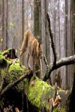 Watch National Geographic Wild Balkans 0123movies