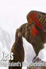 Watch Keas: New Zealand\'s Witty Daredevils 0123movies