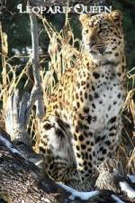 Watch National Geographic Leopard Queen 0123movies