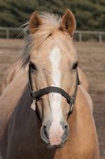 Watch Mr. Ed 0123movies