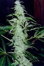 Watch Cannabis Whats The Harm Part 2 0123movies