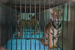 Watch The Tiger Mafia 0123movies