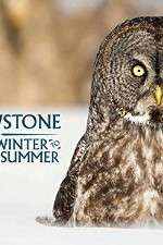 Watch Yellowstone Wildest Winter to Blazing Summer 0123movies