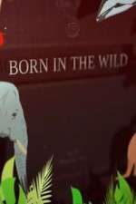 Watch Born In The Wild 0123movies