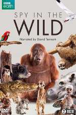 Watch Spy in the Wild 0123movies