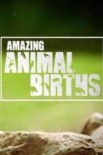 Watch Amazing Animal Births 0123movies